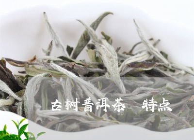 古树普洱茶 特点/2023031730402